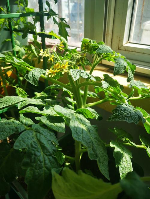 西红柿花怎么做_番茄北极玫瑰怎么种植视频 西红柿花怎么做_番茄北极玫瑰怎么种植视频 番茄病虫害防治
