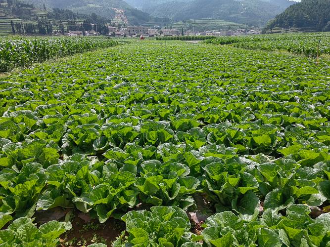 山东2月适合种植什么蔬菜_山东蔬菜栽培 山东2月适合种植什么蔬菜_山东蔬菜栽培 番茄种植技巧