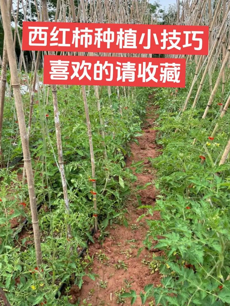 西红柿露地种植技术_番茄露地丰产怎么种植的视频 西红柿露地种植技术_番茄露地丰产怎么种植的视频 植物种类