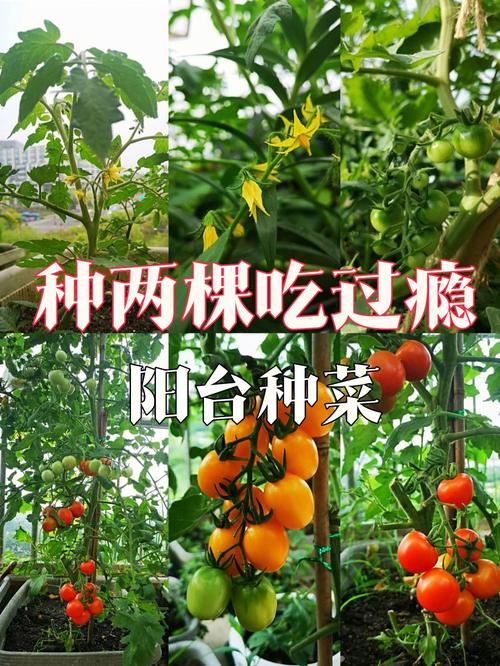 广东电白小番茄种植方法_番茄怎么种植广东地区 广东电白小番茄种植方法_番茄怎么种植广东地区 种植技巧