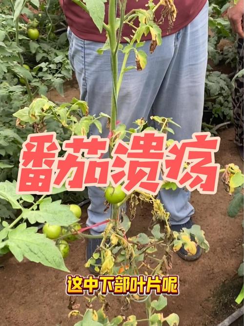 番茄推广如何申请_番茄种植购买申请怎么写的 番茄推广如何申请_番茄种植购买申请怎么写的 土壤施肥