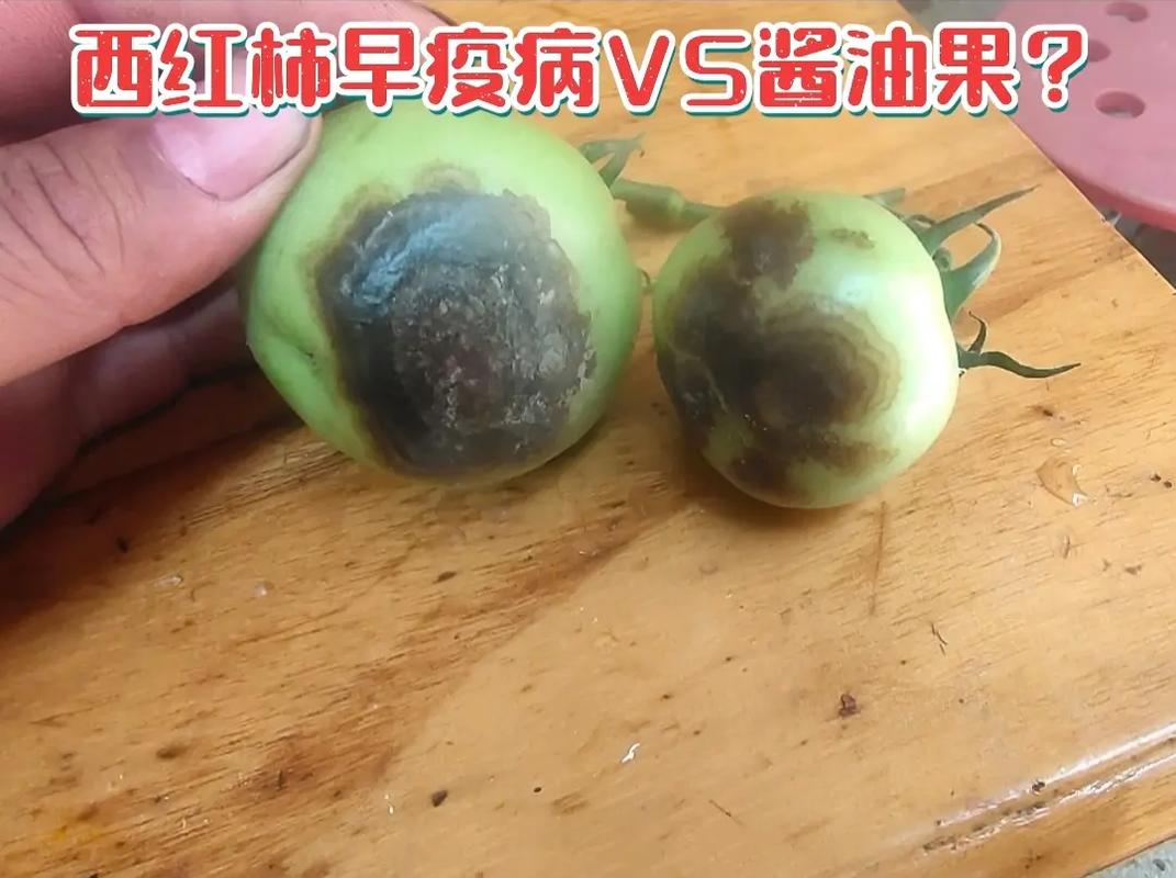怎样防治西红柿酱油果病_酱油壶种植番茄怎么种植的 怎样防治西红柿酱油果病_酱油壶种植番茄怎么种植的 花朵知识