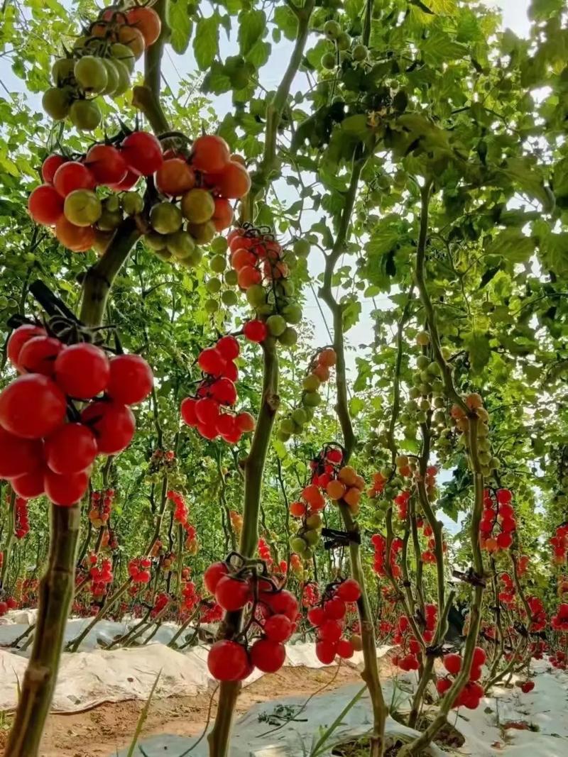 2020年温室大棚种植什么比较赚钱_小番茄倒挂怎么种植视频 2020年温室大棚种植什么比较赚钱_小番茄倒挂怎么种植视频 土壤施肥