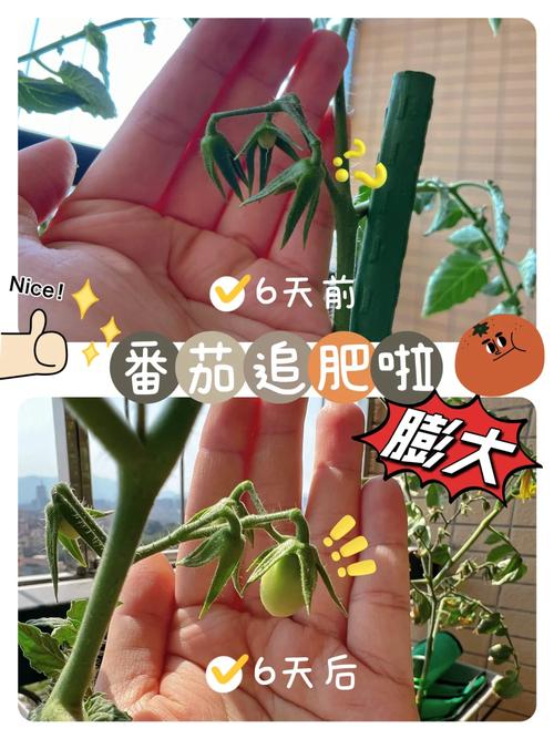 花盆种西红柿没有肥怎么办_水桶番茄怎么种植方法图解 花盆种西红柿没有肥怎么办_水桶番茄怎么种植方法图解 种植技巧