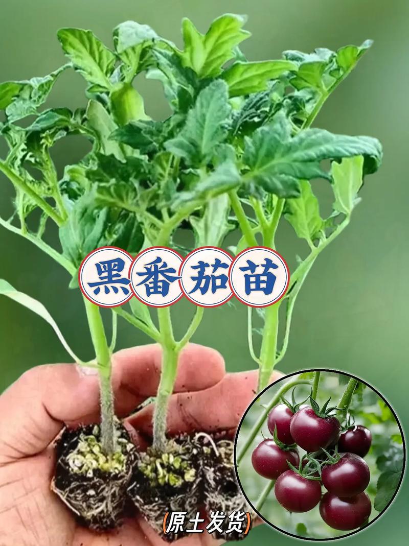 灯笼果的种植方法视频_种植黑番茄怎么浇水视频教程 灯笼果的种植方法视频_种植黑番茄怎么浇水视频教程 农业常识