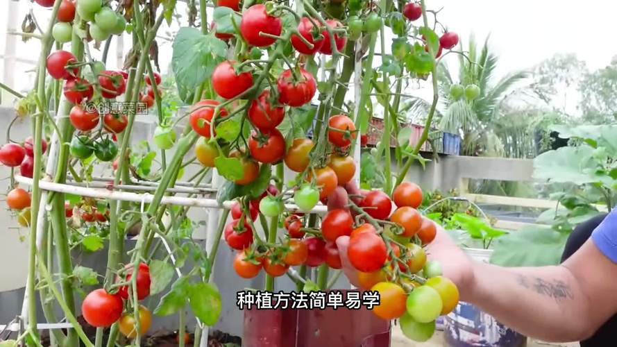 瀑布小番茄种植方法_瀑布番茄枝条怎么种植的 花朵知识 瀑布小番茄种植方法_瀑布番茄枝条怎么种植的 瀑布小番茄种植方法_瀑布番茄枝条怎么种植的 花朵知识