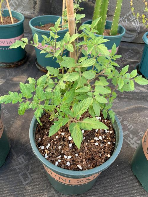 种植番茄的沙质土壤该怎么调配？该注意些什么_番茄种植群名称怎么起好听 种植番茄的沙质土壤该怎么调配？该注意些什么_番茄种植群名称怎么起好听 农业常识