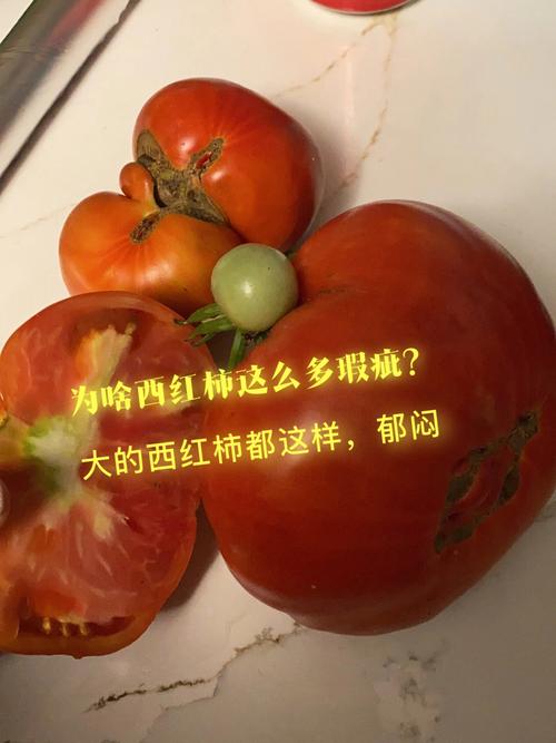 西红柿不甜怎么回事_番茄种植怎么不甜呢 西红柿不甜怎么回事_番茄种植怎么不甜呢 番茄种植技巧