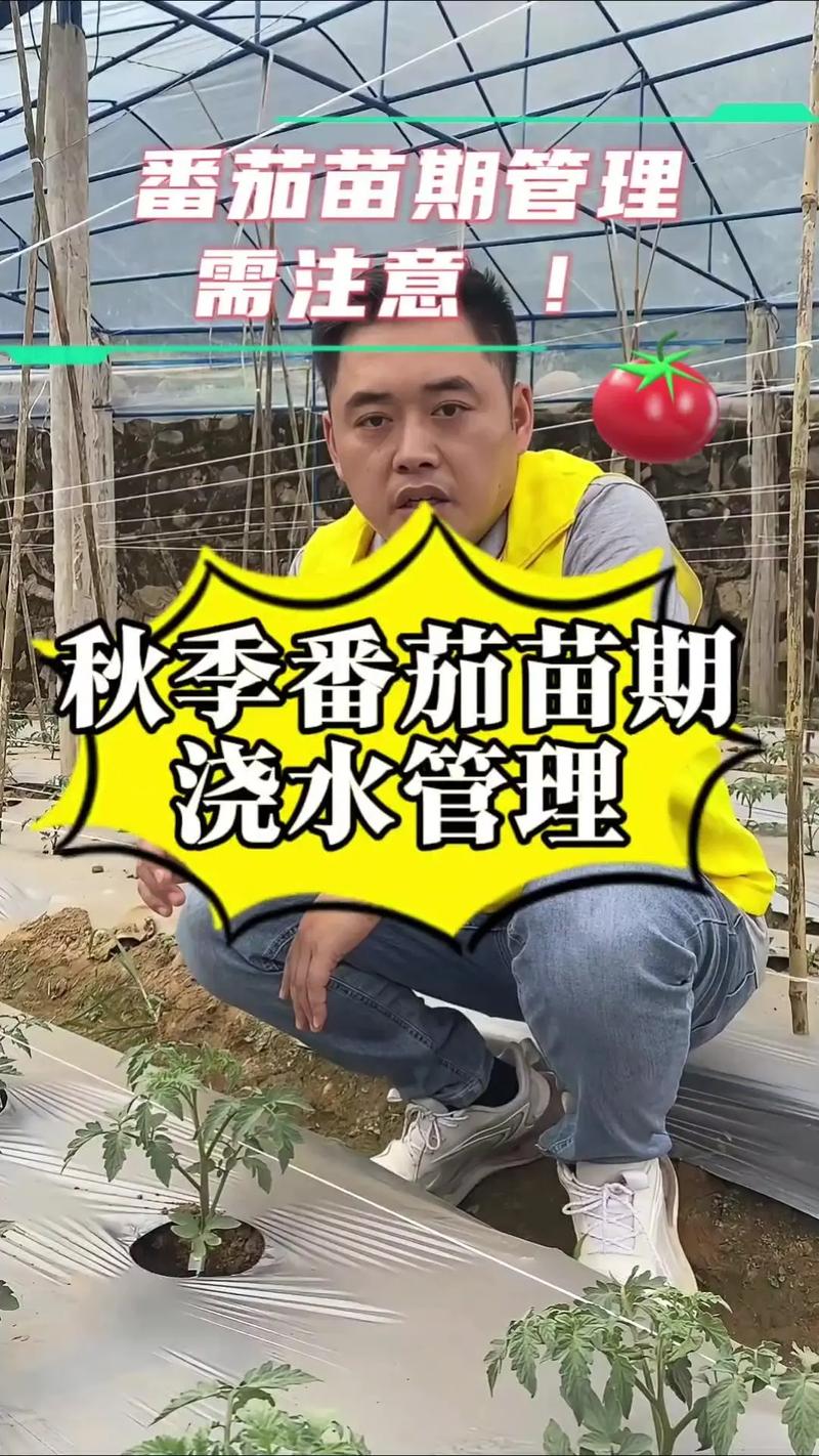 番茄种子怎么浇水_种植番茄苗子怎么养护好呢 番茄种子怎么浇水_种植番茄苗子怎么养护好呢 土壤施肥