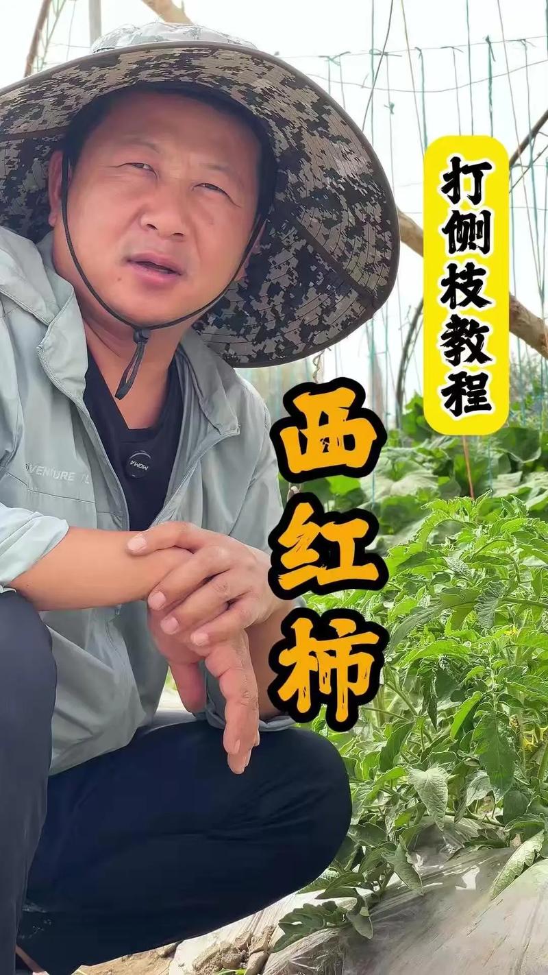 种植番茄要修剪枝叶吗_番茄摘叶怎么种植视频 种植番茄要修剪枝叶吗_番茄摘叶怎么种植视频 番茄种植技巧