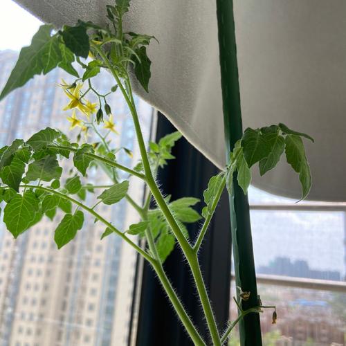 西红柿长苗不结果怎么回事_番茄种植怎么不结果呢 西红柿长苗不结果怎么回事_番茄种植怎么不结果呢 农业常识