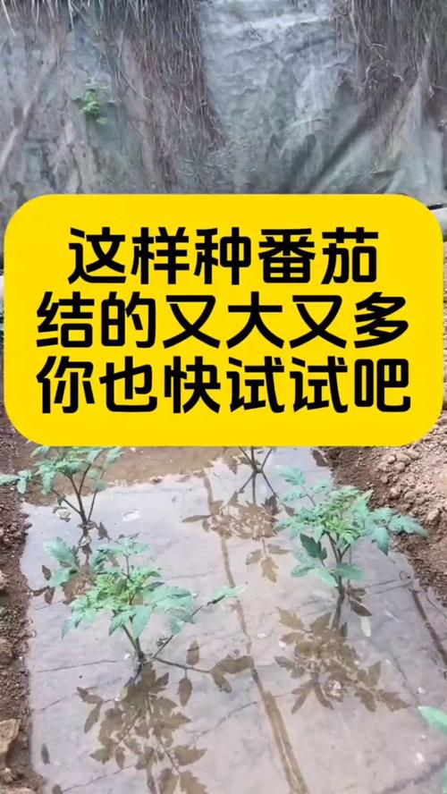 番茄怎么种结果多又大_番茄怎么种植又大又多呢 番茄怎么种结果多又大_番茄怎么种植又大又多呢 植物种类