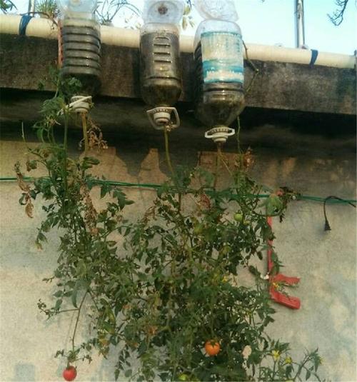 油桶西红柿倒栽种植技术_油桶怎么种植小番茄图片 油桶西红柿倒栽种植技术_油桶怎么种植小番茄图片 番茄病虫害防治