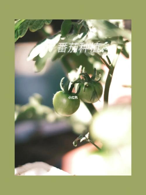 珍珠瀑布番茄如何种植_瀑布番茄怎么种植方法 珍珠瀑布番茄如何种植_瀑布番茄怎么种植方法 农业常识