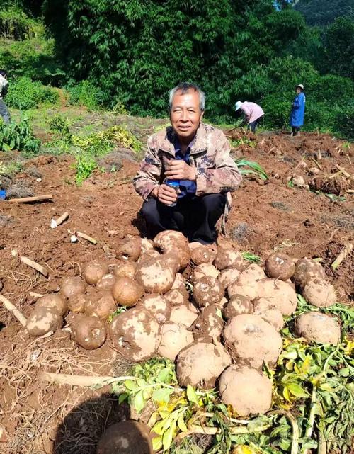 丽江农村靠什么生活的_丽江蔬菜种植技巧视频教程 丽江农村靠什么生活的_丽江蔬菜种植技巧视频教程 番茄病虫害防治