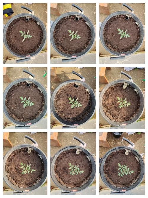 番茄小说的视频怎么看_番茄苗怎么种植地上视频教程 番茄小说的视频怎么看_番茄苗怎么种植地上视频教程 番茄病虫害防治