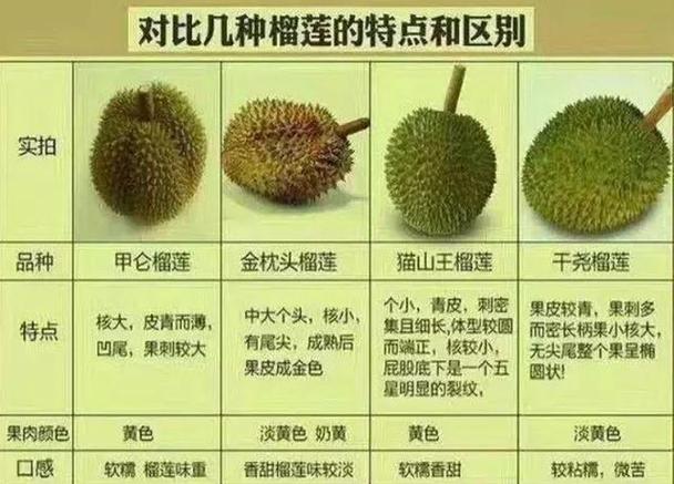 脐橙的种植和管理_番茄葡萄怎么种植和管理视频 脐橙的种植和管理_番茄葡萄怎么种植和管理视频 番茄病虫害防治