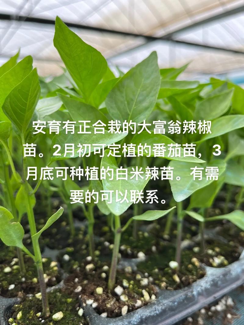 育辣椒苗的方法西红柿一年种几次_菜园番茄辣椒怎么种植视频 育辣椒苗的方法西红柿一年种几次_菜园番茄辣椒怎么种植视频 番茄病虫害防治