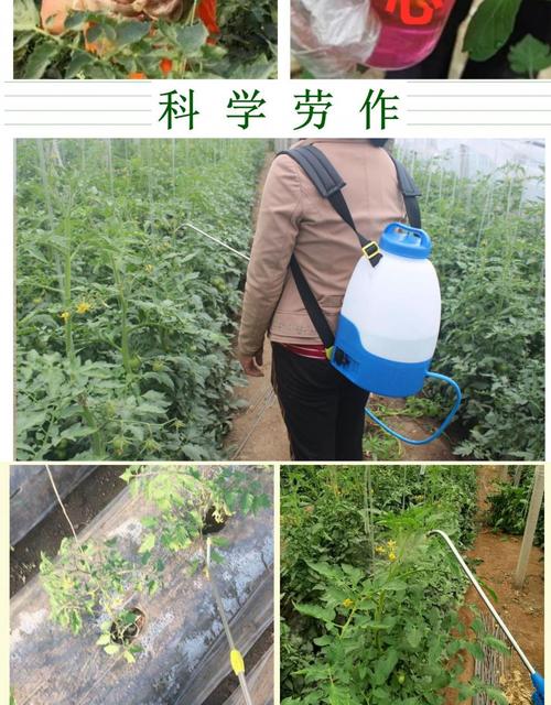 西红柿喷花专用药_番茄用壶怎么种植的视频 西红柿喷花专用药_番茄用壶怎么种植的视频 番茄种植技巧