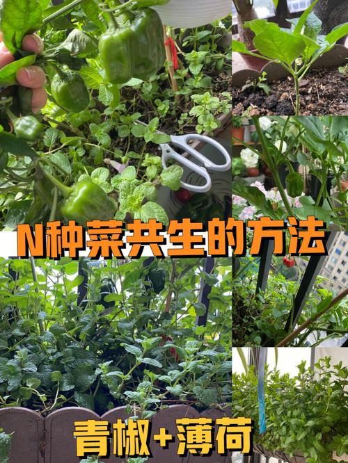 蔬菜种植技巧讲解_蔬菜种植相关技巧有哪些 蔬菜种植技巧讲解_蔬菜种植相关技巧有哪些 花朵知识