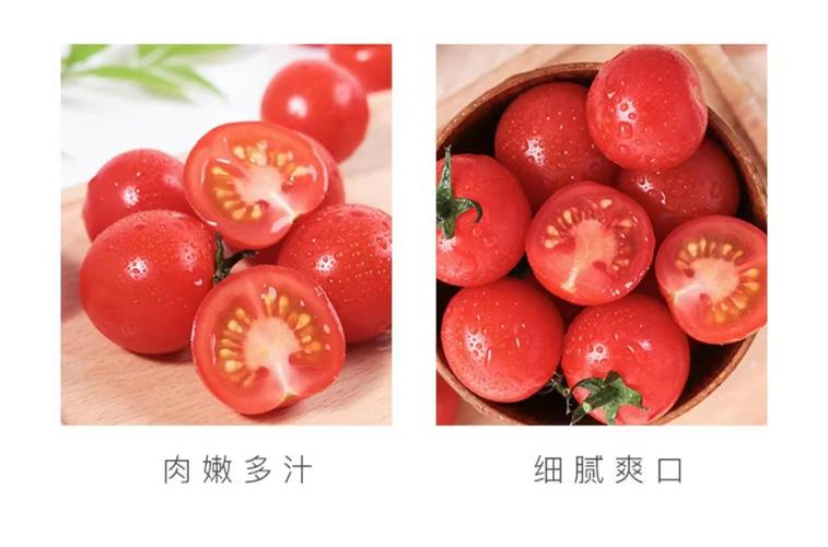 千禧番茄种子种植方法_番茄没种子怎么种植方法视频 千禧番茄种子种植方法_番茄没种子怎么种植方法视频 番茄种植技巧