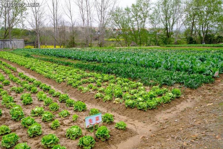 江西南昌春天适合种什么菜_江西春季蔬菜种植技巧和方法 江西南昌春天适合种什么菜_江西春季蔬菜种植技巧和方法 番茄病虫害防治