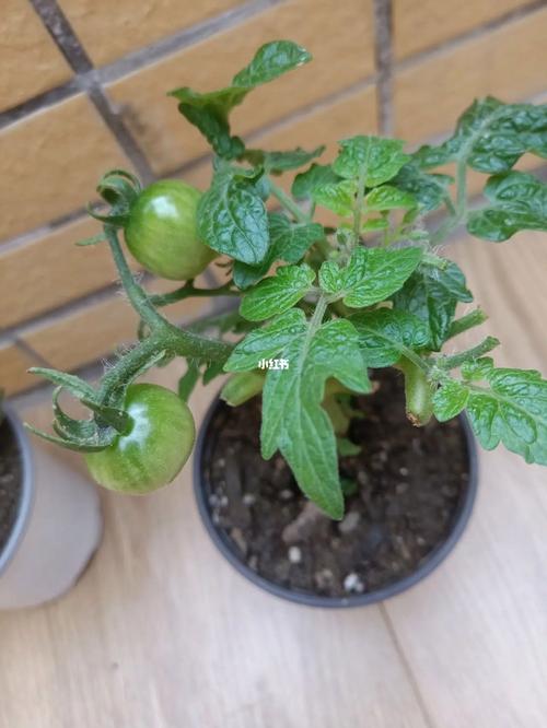 番茄地里用什么消毒效果最好_小番茄种植泥土怎么消毒的 番茄地里用什么消毒效果最好_小番茄种植泥土怎么消毒的 农业常识