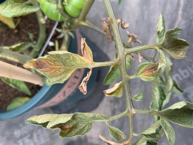 露天番茄疫病高发期，如何科学防治_露天雨季番茄怎么种植的呢 露天番茄疫病高发期，如何科学防治_露天雨季番茄怎么种植的呢 土壤施肥