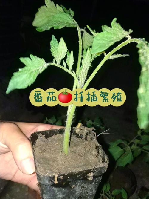 西红柿秧怎么插架_番茄秧怎么配置种植方法视频 西红柿秧怎么插架_番茄秧怎么配置种植方法视频 番茄种植技巧