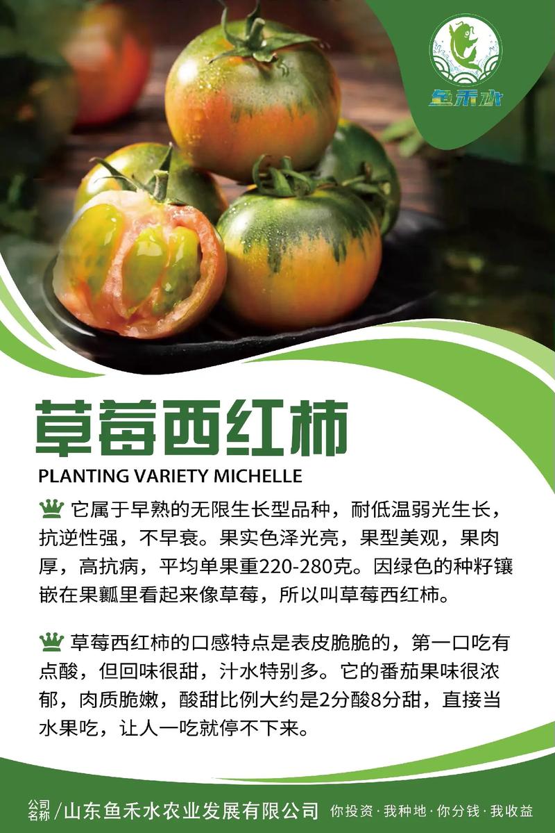铁皮西红柿种植时间_新疆铁皮番茄怎么种植的 铁皮西红柿种植时间_新疆铁皮番茄怎么种植的 农业常识