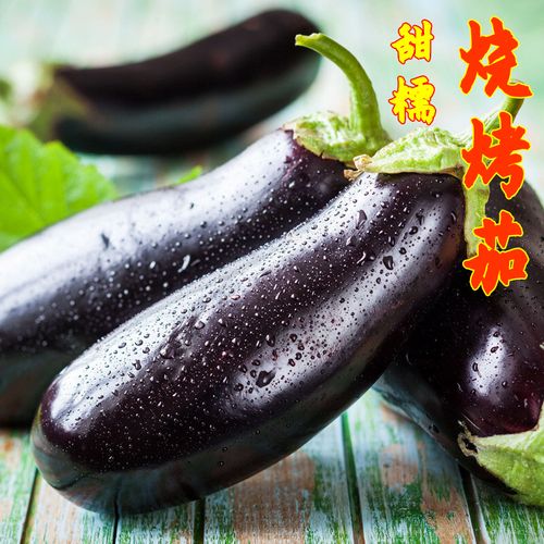 烧烤茄子种植一亩多少棵_烧烤蔬菜种植技巧视频 烧烤茄子种植一亩多少棵_烧烤蔬菜种植技巧视频 种植技巧