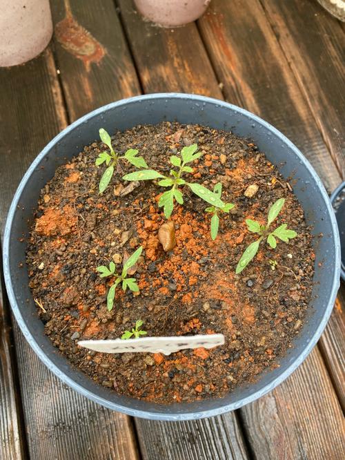 成熟番茄，可以直接用里面的种子播种吗_袋装番茄种子怎么种植视频 成熟番茄，可以直接用里面的种子播种吗_袋装番茄种子怎么种植视频 番茄病虫害防治