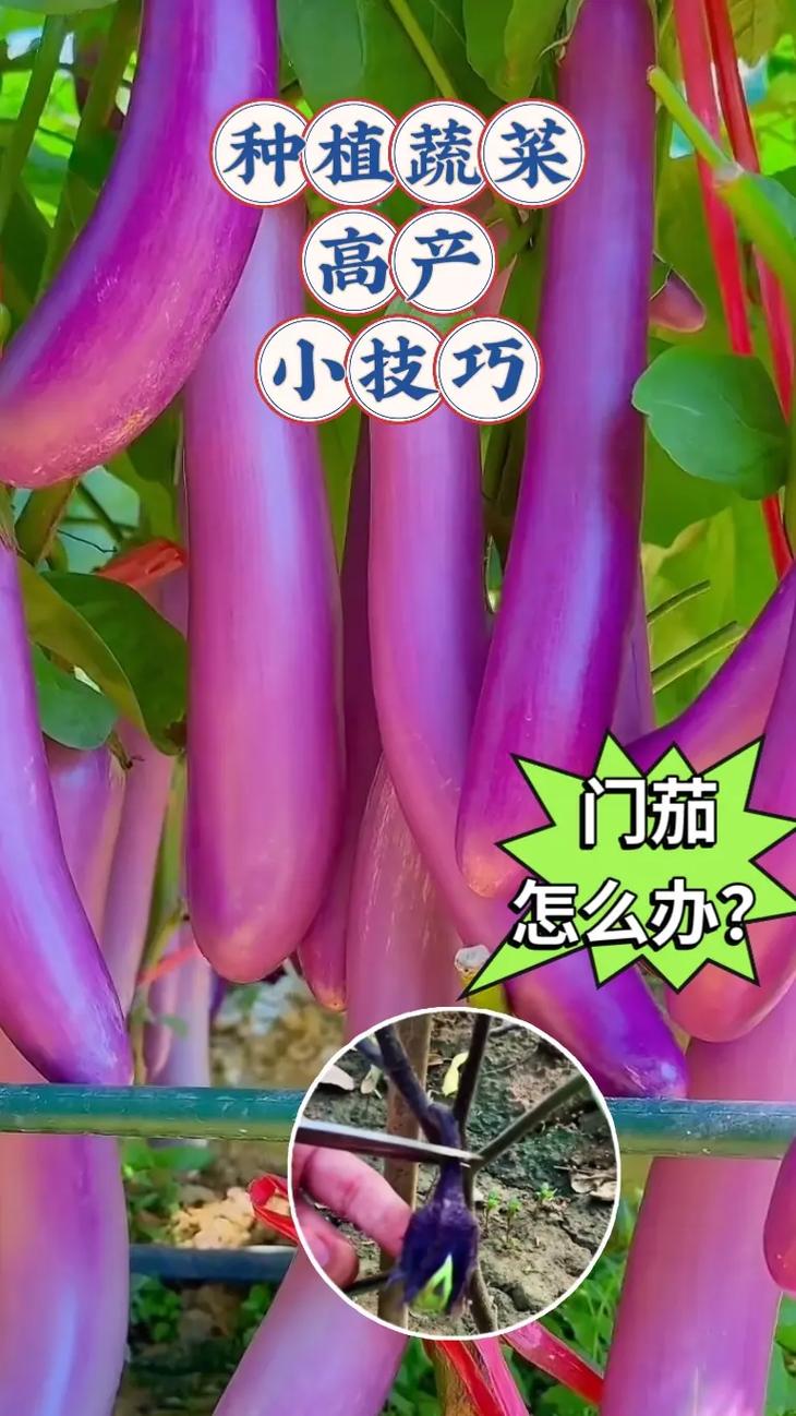 蔬菜种植技巧_所有蔬菜种植小技巧图片 蔬菜种植技巧_所有蔬菜种植小技巧图片 土壤施肥