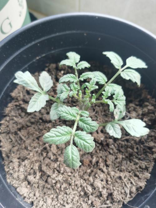 西红柿在水里泡多久会烂_番茄怎么在水里种植的视频 西红柿在水里泡多久会烂_番茄怎么在水里种植的视频 番茄病虫害防治