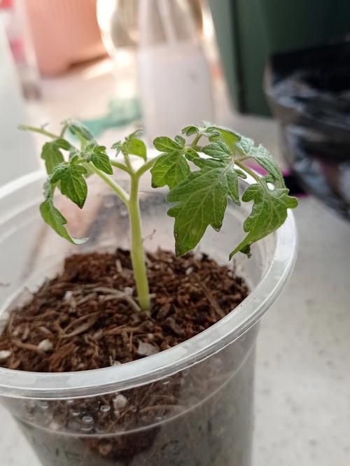 番茄视频是干什么的_怎么种植盆栽红番茄视频教程 番茄视频是干什么的_怎么种植盆栽红番茄视频教程 种植技巧