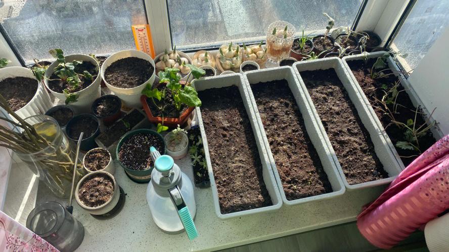 蔬菜播种方法_飘窗怎么种植物 蔬菜播种方法_飘窗怎么种植物 番茄种植技巧