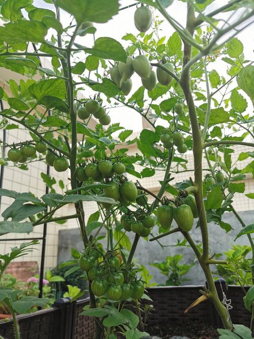 千禧番茄种子种植方法_番茄国外种子怎么种植的 千禧番茄种子种植方法_番茄国外种子怎么种植的 花朵知识