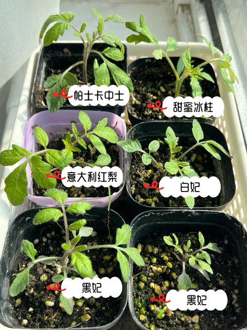 盆栽小番茄的育苗方法_在家番茄育苗怎么种植视频 花朵知识 盆栽小番茄的育苗方法_在家番茄育苗怎么种植视频 盆栽小番茄的育苗方法_在家番茄育苗怎么种植视频 花朵知识