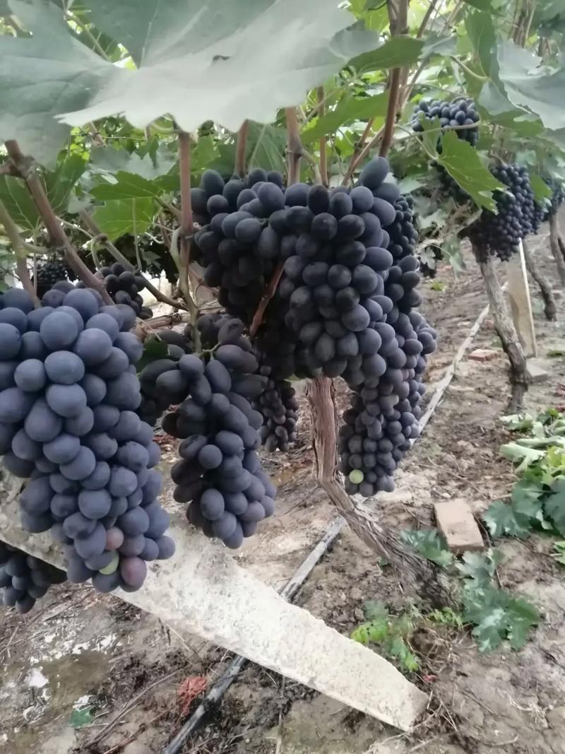 无籽葡萄怎么种植_番茄葡萄怎么种植的视频 无籽葡萄怎么种植_番茄葡萄怎么种植的视频 农业常识