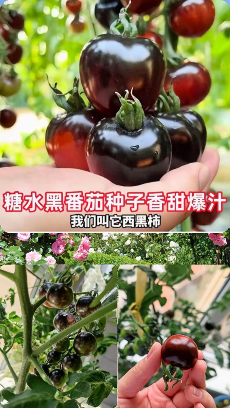 红糖水浇番茄还要发酵吗_糖水黑番茄怎么种植视频 红糖水浇番茄还要发酵吗_糖水黑番茄怎么种植视频 植物种类