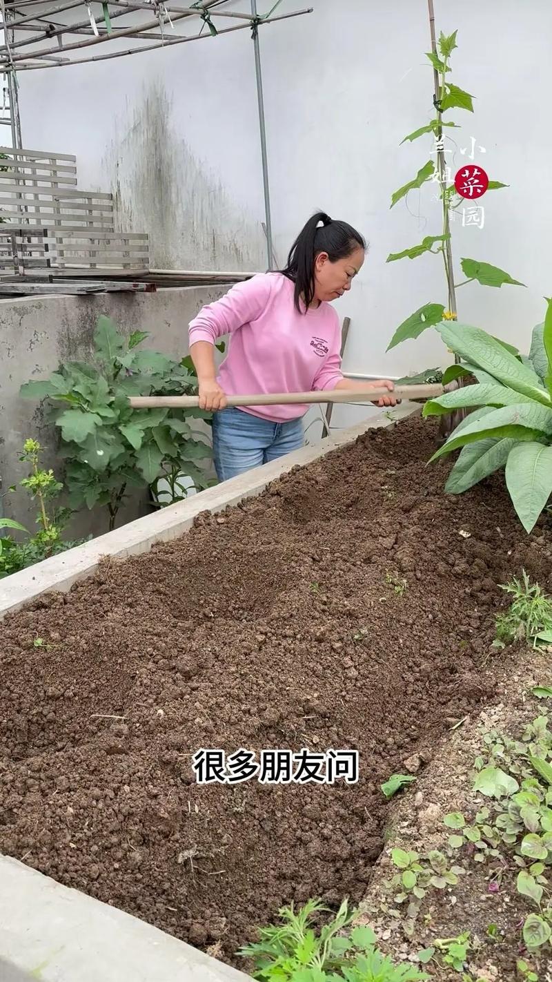 楼上怎样种青菜_大盆蔬菜种植技巧视频 楼上怎样种青菜_大盆蔬菜种植技巧视频 农业常识