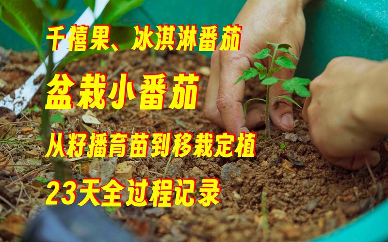 新鲜番茄籽怎么种_种植新鲜番茄怎么种植 新鲜番茄籽怎么种_种植新鲜番茄怎么种植 番茄种植技巧