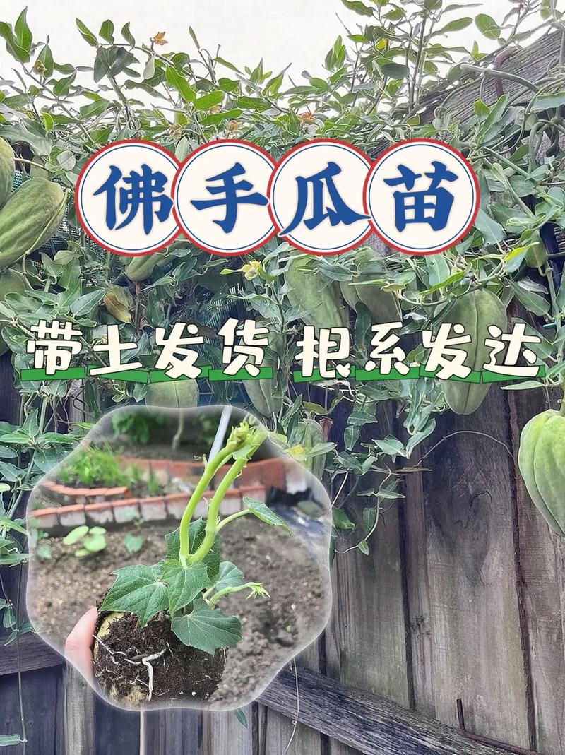 种植佛手用几年生的苗子较好，栽种的技术要点是什么_佛手蔬菜种植方法和技巧视频 种植佛手用几年生的苗子较好，栽种的技术要点是什么_佛手蔬菜种植方法和技巧视频 农业常识