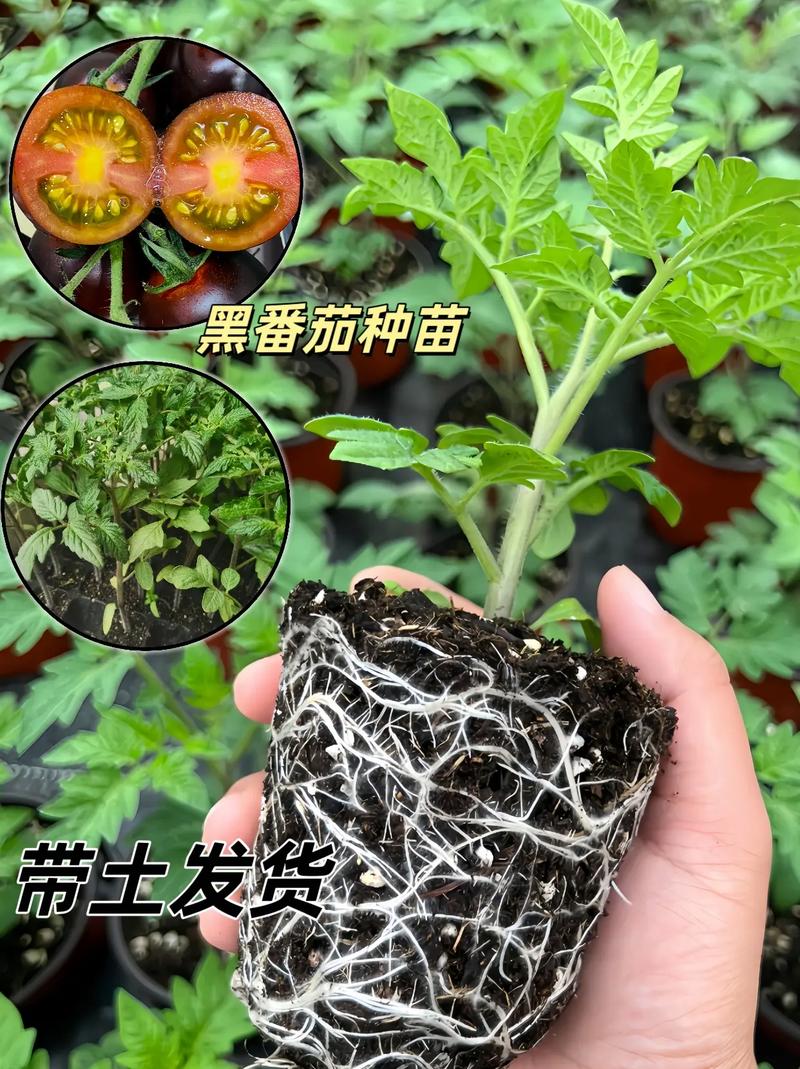 黑珍珠番茄盆栽种植方法_黑珍珠小番茄怎么种植的 黑珍珠番茄盆栽种植方法_黑珍珠小番茄怎么种植的 番茄病虫害防治