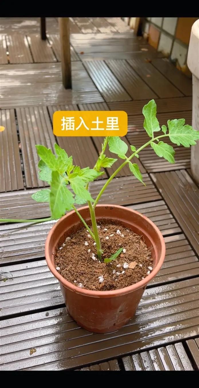 番茄定植后怎么处理生根快_小番茄生气根怎么种植视频 番茄定植后怎么处理生根快_小番茄生气根怎么种植视频 种植技巧