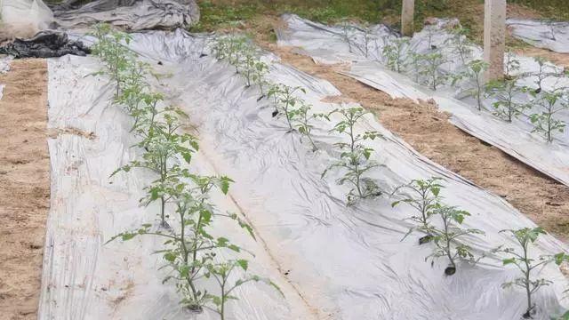 西红柿可以落蔓吗，注意什么_枯萎的番茄怎么种植视频教程 西红柿可以落蔓吗，注意什么_枯萎的番茄怎么种植视频教程 花朵知识