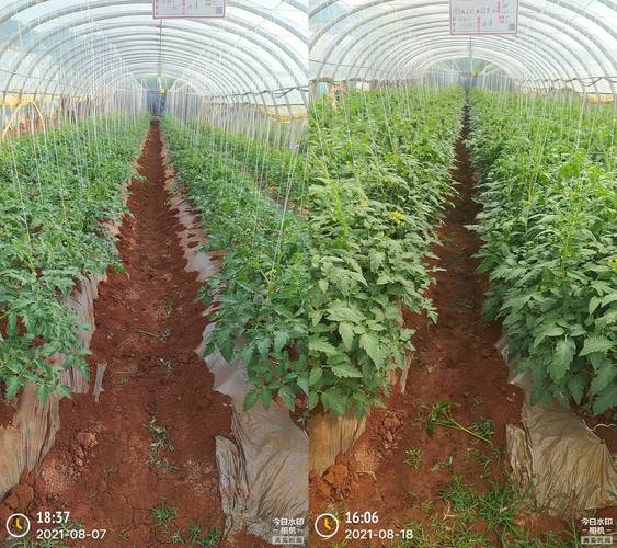 番茄定植整地施肥的方法是什么_农村菜田番茄怎么种植方法视频 番茄定植整地施肥的方法是什么_农村菜田番茄怎么种植方法视频 番茄种植技巧