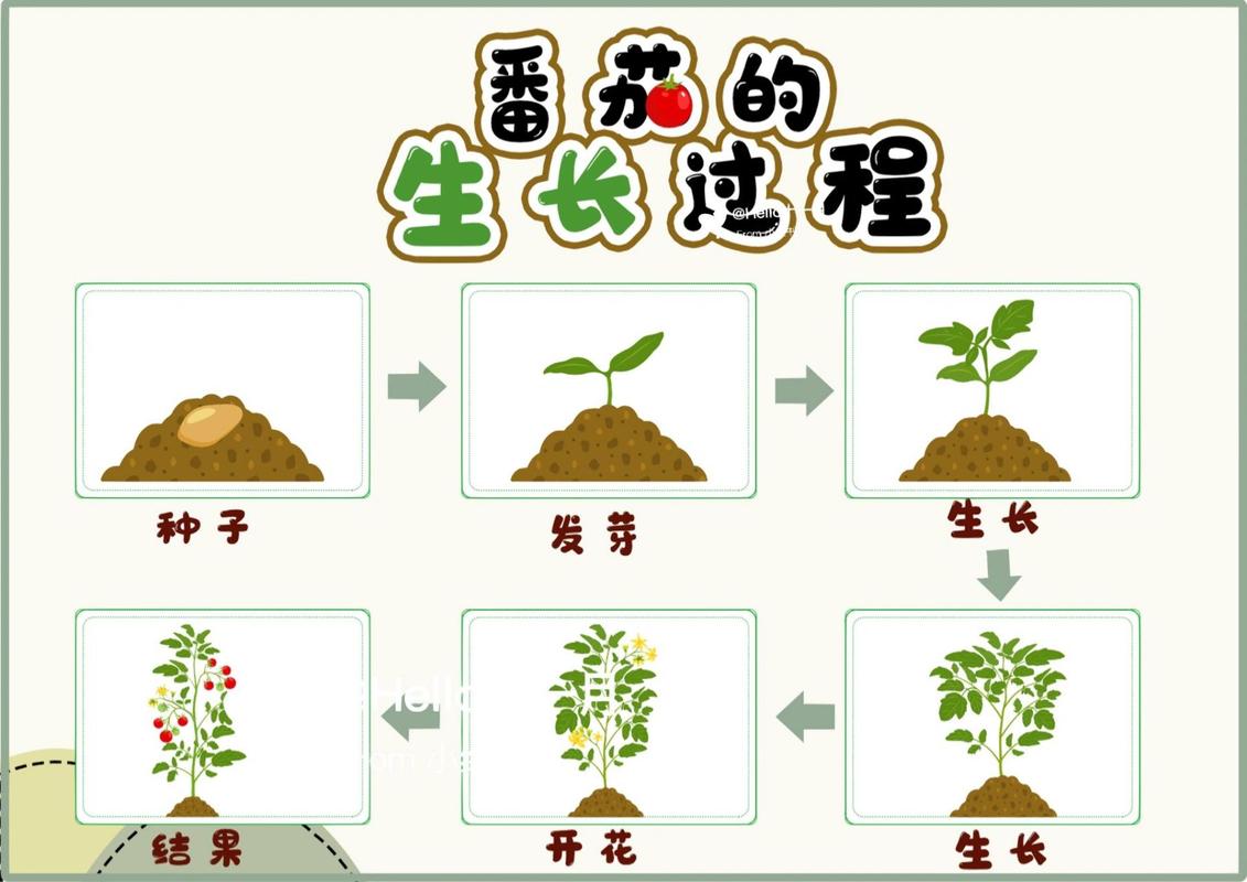 番茄种子怎么种番茄种植方法_从番茄种子怎么种植的 番茄种子怎么种番茄种植方法_从番茄种子怎么种植的 农业常识