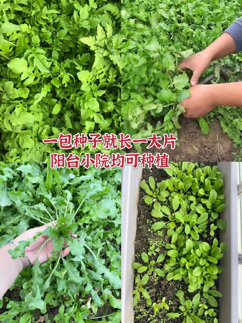 四季菜种植时间和方法_茄子蔬菜种植技巧和方法视频 四季菜种植时间和方法_茄子蔬菜种植技巧和方法视频 农业常识