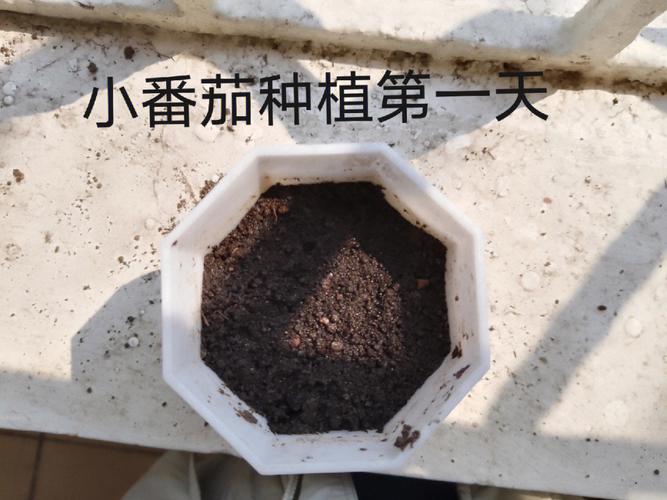 西红柿苗床种子还没有出苗，温度高了怎么办_番茄种子小芽怎么种植视频 西红柿苗床种子还没有出苗，温度高了怎么办_番茄种子小芽怎么种植视频 花朵知识